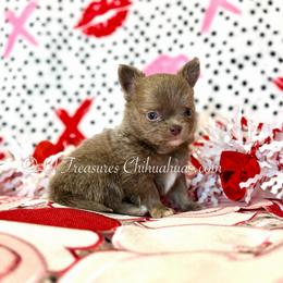 Adidas - Silver male Chihuahua puppy in Anderson, South Carolina from Lil Treasures Chihuahuas