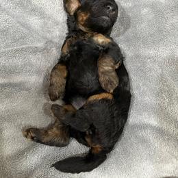 Girl 1 - Black and tan female Yorkipoo puppy in Lakeland, Florida from Doodles & Danes