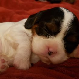 Cavalier King Charles Spaniel Puppies from Heritage Garden Cavaliers
