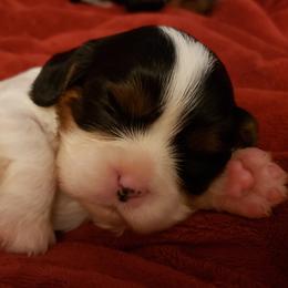 Cavalier King Charles Spaniel Puppies from Heritage Garden Cavaliers
