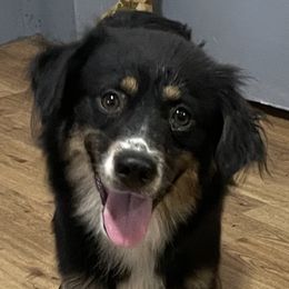 Indy - Miniature Australian Shepherd