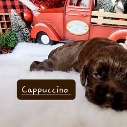 Boston Terrier and Cocker Spaniel Puppies from Down in the Holler