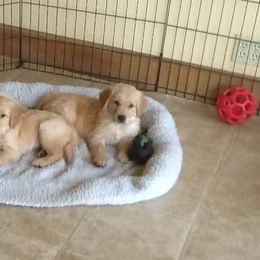Golden Retriever Puppies from Goldenloch Kennel