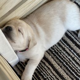 Labrador Retriever Puppies from Southern Tails Labradors