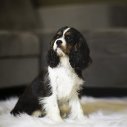 Cavalier King Charles Spaniel Puppies from Tsarevich Goldens and Cavaliers