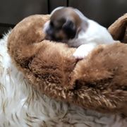 Andy - Liver and white male Shorkie puppy in Winters, California from Northern CA Shorkies