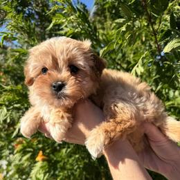 Lilly - Red female Cavapoo puppy in Tucson, Arizona from Adored Poodle & Doodles