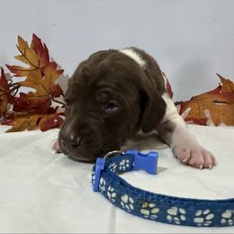Blue - Liver and white male German Shorthaired Pointer puppy in Newton Grove, North Carolina from Wayalife Labradors & Gsp’s