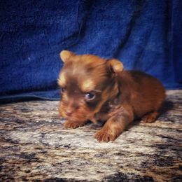 Yorkshire Terrier Puppies from Tiffany’s Colorful Yorkies