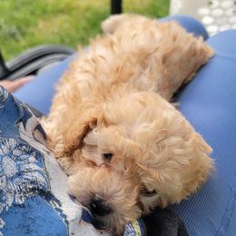 Bear - Apricot male Poodle puppy in Mapleton, Utah from Caboodles Of Poodles