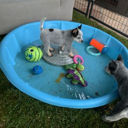 Australian Cattle Dog Puppies from Tin Roof Australian Cattle Dogs