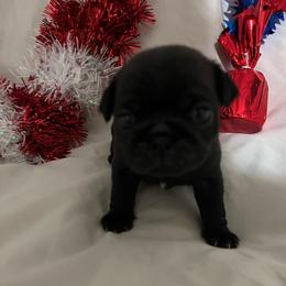Zsa Zsa - Black female Pug puppy in South Carolina from Best Carolina Pugs