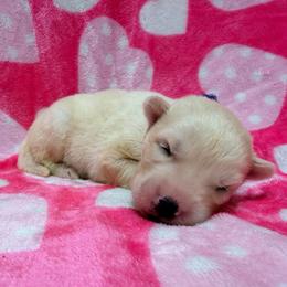 AKC Fiji - White female Siberian Husky puppy in Centreville, Maryland from Huskies By the Bay