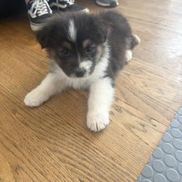 Wish - Black tri-color female Australian Shepherd puppy in Elizabethtown, Kentucky from Lilyoaks Australian Shepherds
