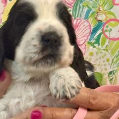 Pink Girl - Black and white female English Cocker Spaniel puppy in Jupiter, Florida from Karyn's English Cocker Spaniels