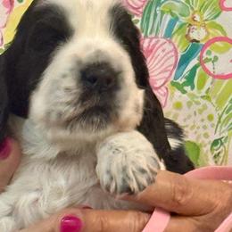 Pink Girl - Black and white female English Cocker Spaniel puppy in Jupiter, Florida from Karyn's English Cocker Spaniels