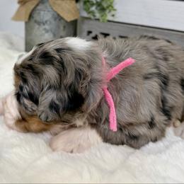 A Charlie Brown Christmas - Merle female Bernedoodle puppy in Hegins, Pennsylvania from Bubbling Springs Doodles, LLC