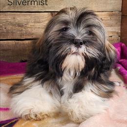 Silvermist - Brown female Lhasa Apso puppy in Jefferson, New York from Absolute Lhasa Love