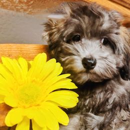 Bronco - Silver sable male Havapoo puppy in Searcy, Arkansas from BAK Home Pups