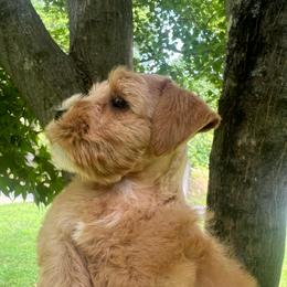 Rita - Wheaten female Miniature Schnauzer puppy in Grayson, Kentucky from Seventh Heaven Schnauzers
