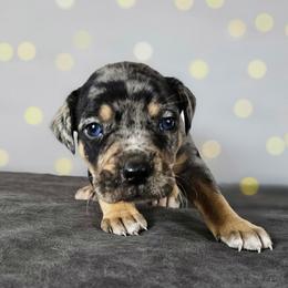 Chase NALC - Blue merle male Catahoula Leopard Dog puppy in Doerun, Georgia from Twig & Tail Puppies