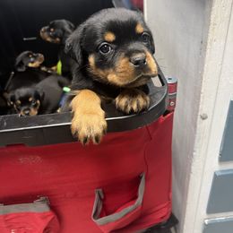 Pink girl - Black and mahogany female Rottweiler puppy in Beebe, Arkansas from Rottweilers Vom Haus Forte