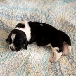 Dill - Black and white male Basset Hound puppy in Pflugerville, Texas from Mountain Momma Bassets