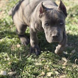 Fluorescent yellow - Gray brindle female Cane Corso puppy in Briggs, Texas from Capital City Corso’s