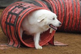 A Pyr runs through a red agility tunnel