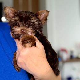 Candy girl - Chocolate, tan and white female Yorkshire Terrier puppy in Cape Coral, Florida from Katherine’s Yorkies and Poodles