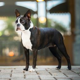 American Staffordshire Terriers and Boston Terriers from Aim High Kennels