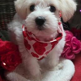 Joleen - White female Miniature Schnauzer puppy in Sacramento, California from Hardcastle Family Schnauzer’s