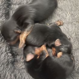 Yorkshire Terrier Puppies from Beantown Yorkshires