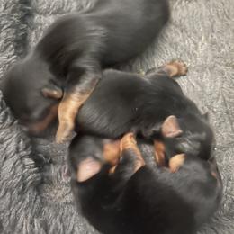 Yorkshire Terrier Puppies from Beantown Yorkshires