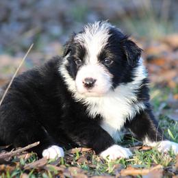 Blk male 1 - Black male Border Collie puppy in Tylertown, Mississippi from Cool Meadow Farms