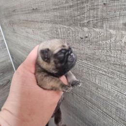 Cookie boy - Fawn male Pug puppy in Kodak, Tennessee from My Princess Pugs