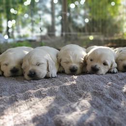 Golden Retriever Puppies from Hoekema Homestead Goldens