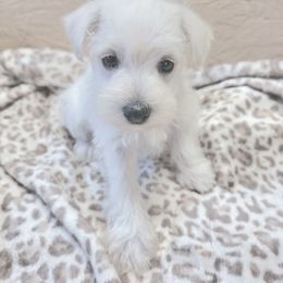 Snowy - White male Miniature Schnauzer puppy in Warrenville, South Carolina from All Paws Pet Resort