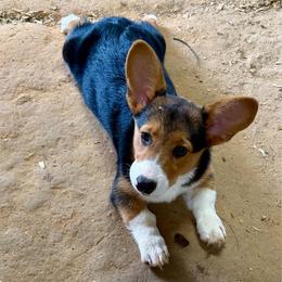 Vegas - Black and tan male Pembroke Welsh Corgi puppy in Morton, Mississippi from Crown AB Farms Pembroke Welsh Corgis