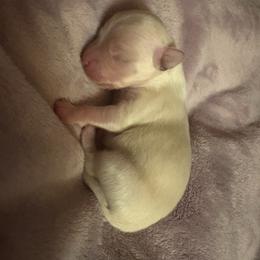 Zeppelin - White and tan male Maltese puppy in Prague, Oklahoma from Playful Paws Maltese and Maltipoos