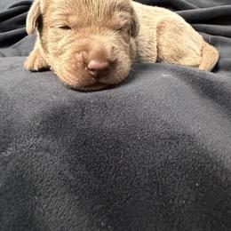 Teal collar - Silver female Dilute Retriever puppy in Valley Center, California from Stunning Silver Bullets Labradors