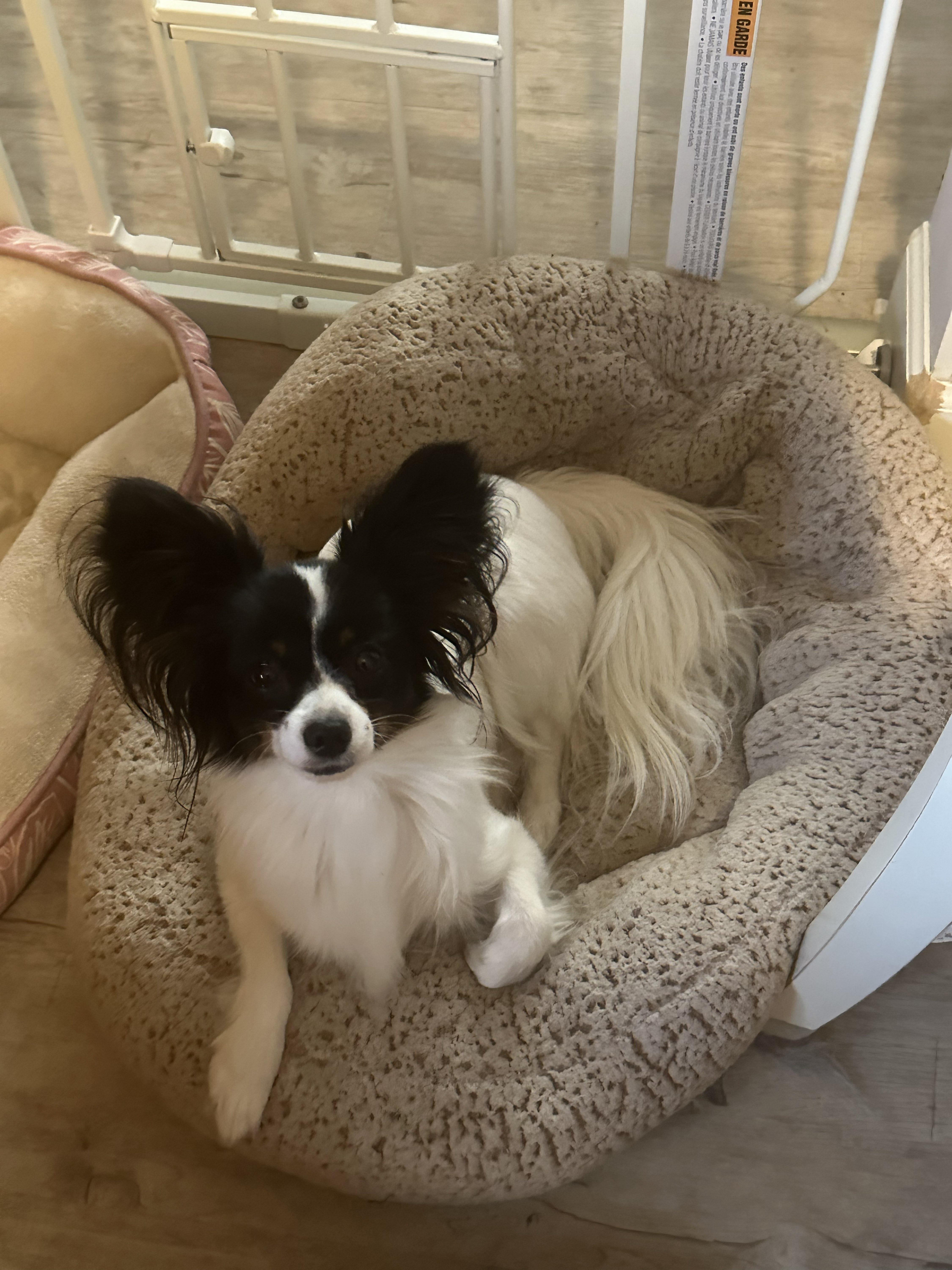 25 cute Papillon puppies for sale in Cleveland, Ohio | Good Dog