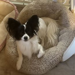 Snowy - Papillon