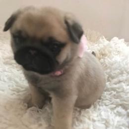 Pug Puppies from Pickwick Pugs