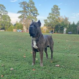 ICE - Cane Corso