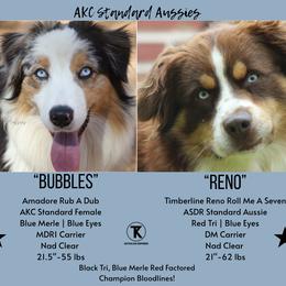 Australian Shepherd puppies from TK Standard, Mini, & Toy Aussies