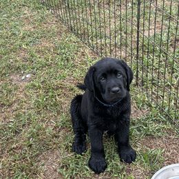 Lizard - Black male Labrador Retriever puppy in Cullman, Alabama from Chara’ Labradors