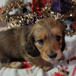 Dachshund Puppies from CLARK'S BREEDING PROGRAM