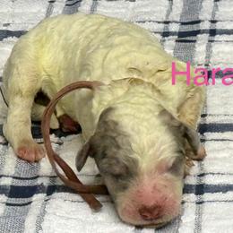Hara - Parti female Poodle puppy in Chesapeake, Virginia from Doodle-Cove
