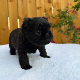 Girl 2 - Black female Brussels Griffon puppy in Durant, Oklahoma from Trademark Brussels Griffon
